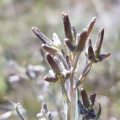 Senecio quadridentatus at Bungendore, NSW - 28 Sep 2020