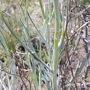 Senecio quadridentatus at Bungendore, NSW - 28 Sep 2020