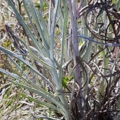 Senecio quadridentatus at Bungendore, NSW - 28 Sep 2020