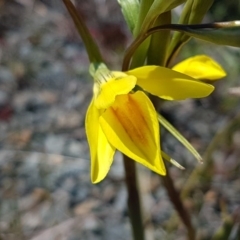 Diuris amabilis (Large Golden Moth) at Bungendore, NSW - 28 Sep 2020 by tpreston