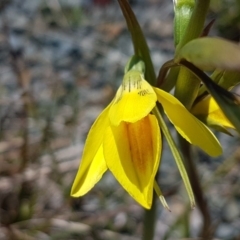 Diuris amabilis at Bungendore, NSW - suppressed