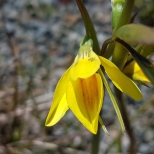 Diuris amabilis at Bungendore, NSW - suppressed