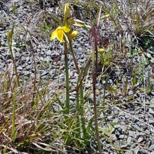 Diuris amabilis at Bungendore, NSW - 28 Sep 2020