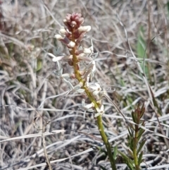 Stackhousia monogyna (Creamy Candles) at Turallo Nature Reserve - 28 Sep 2020 by tpreston