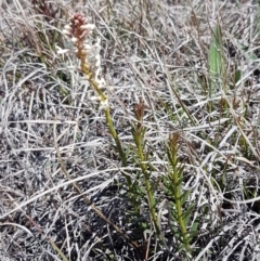 Stackhousia monogyna at Bungendore, NSW - 28 Sep 2020 12:34 PM