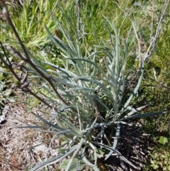 Senecio quadridentatus (Cotton Fireweed) at Bungendore, NSW - 28 Sep 2020 by trevorpreston