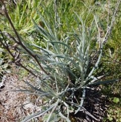 Senecio quadridentatus (Cotton Fireweed) at Turallo Nature Reserve - 28 Sep 2020 by tpreston