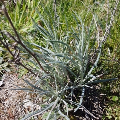 Senecio quadridentatus (Cotton Fireweed) at Bungendore, NSW - 28 Sep 2020 by trevorpreston