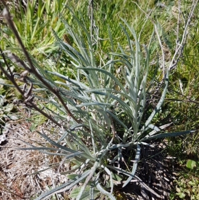 Senecio quadridentatus (Cotton Fireweed) at Bungendore, NSW - 28 Sep 2020 by tpreston