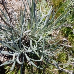 Senecio quadridentatus at Bungendore, NSW - 28 Sep 2020 12:37 PM