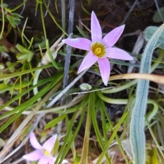 Romulea rosea var. australis (Onion Grass) at Bungendore, NSW - 28 Sep 2020 by tpreston