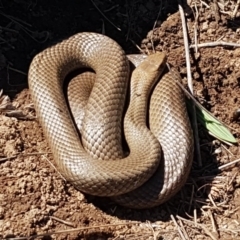 Pseudonaja textilis (Eastern Brown Snake) at Turallo Nature Reserve - 28 Sep 2020 by tpreston