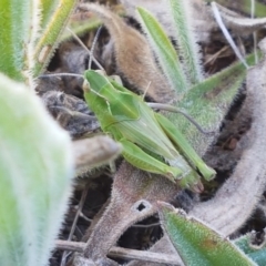 Perala viridis (Spring buzzer) at QPRC LGA - 28 Sep 2020 by tpreston