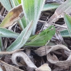 Perala viridis at Bungendore, NSW - 28 Sep 2020