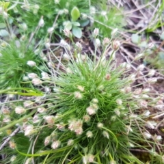 Centrolepis strigosa (Hairy Centrolepis) at Scott Nature Reserve - 28 Sep 2020 by tpreston