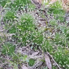 Centrolepis strigosa at Mulloon, NSW - 28 Sep 2020