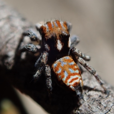 Maratus plumosus (Plumed Peacock Spider) at Cotter Reserve - 28 Sep 2020 by Laserchemisty