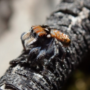 Maratus plumosus at Coree, ACT - 28 Sep 2020 10:15 AM