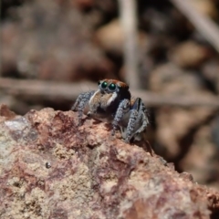 Maratus plumosus at Coree, ACT - 28 Sep 2020