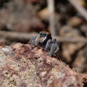 Maratus plumosus at Coree, ACT - 28 Sep 2020