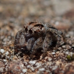 Maratus plumosus at Coree, ACT - 28 Sep 2020