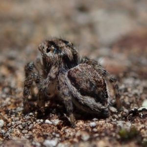 Maratus plumosus at Coree, ACT - 28 Sep 2020