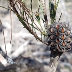 Allocasuarina littoralis (Black She-oak) at QPRC LGA - 28 Sep 2020 by tpreston