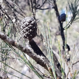 Allocasuarina littoralis at Mulloon, NSW - 28 Sep 2020