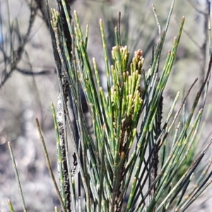 Allocasuarina littoralis at Mulloon, NSW - 28 Sep 2020