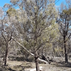 Allocasuarina littoralis at Mulloon, NSW - 28 Sep 2020