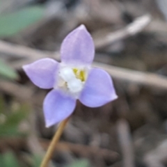 Wahlenbergia sp. (Bluebell) at Scott Nature Reserve - 28 Sep 2020 by tpreston