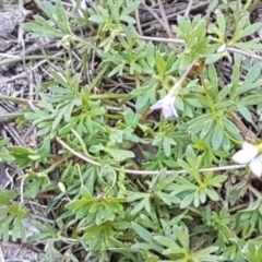 Wahlenbergia sp. at Mulloon, NSW - 28 Sep 2020