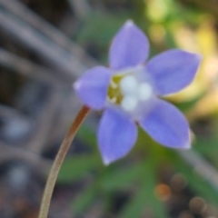 Wahlenbergia multicaulis (Tadgell's Bluebell) at Scott Nature Reserve - 28 Sep 2020 by tpreston
