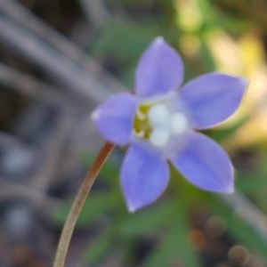 Wahlenbergia multicaulis at Mulloon, NSW - 28 Sep 2020