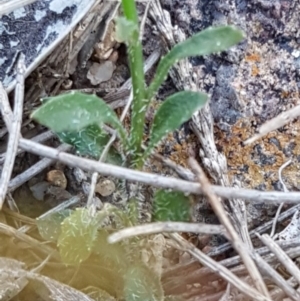 Wahlenbergia multicaulis at Mulloon, NSW - 28 Sep 2020