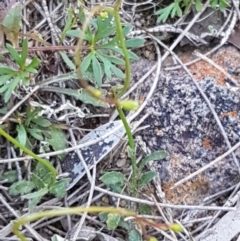 Wahlenbergia multicaulis at Mulloon, NSW - 28 Sep 2020