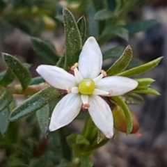 Rhytidosporum procumbens (White Marianth) at Mulloon, NSW - 28 Sep 2020 by trevorpreston