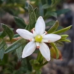 Rhytidosporum procumbens (White Marianth) at Mulloon, NSW - 28 Sep 2020 by tpreston