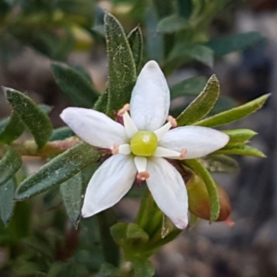 Rhytidosporum procumbens (White Marianth) at Mulloon, NSW - 28 Sep 2020 by tpreston