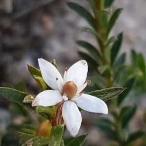 Rhytidosporum procumbens at Mulloon, NSW - 28 Sep 2020