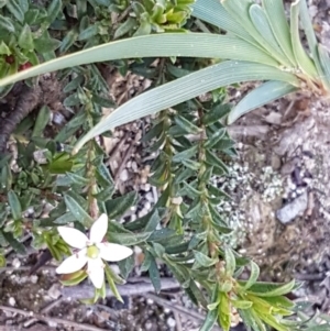 Rhytidosporum procumbens at Mulloon, NSW - 28 Sep 2020