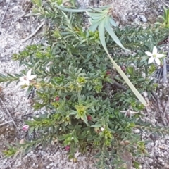 Rhytidosporum procumbens at Mulloon, NSW - 28 Sep 2020 02:38 PM