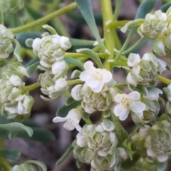 Poranthera microphylla (Small Poranthera) at Scott Nature Reserve - 28 Sep 2020 by tpreston