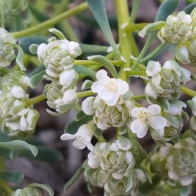 Poranthera microphylla (Small Poranthera) at Scott Nature Reserve - 28 Sep 2020 by tpreston