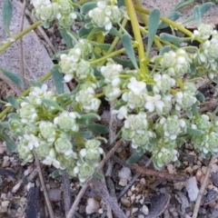 Poranthera microphylla at Mulloon, NSW - 28 Sep 2020