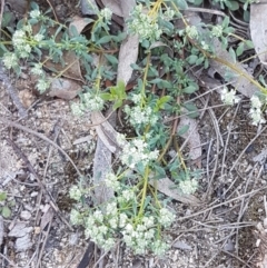 Poranthera microphylla at Mulloon, NSW - 28 Sep 2020