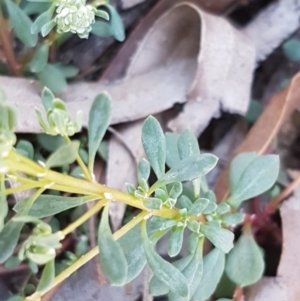 Poranthera microphylla at Mulloon, NSW - 28 Sep 2020
