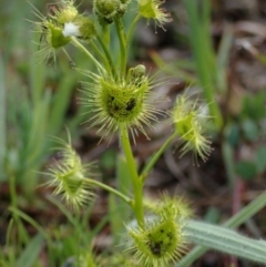 Drosera gunniana (Pale Sundew) at Kuringa Woodlands - 26 Sep 2020 by Laserchemisty