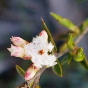 Leucopogon virgatus at Mulloon, NSW - 28 Sep 2020