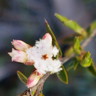 Leucopogon virgatus (Common Beard-heath) at Scott Nature Reserve - 28 Sep 2020 by tpreston